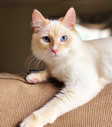 A group for homeless Flame point Siamese cats and kittens looking for their furrever purrfect home. 